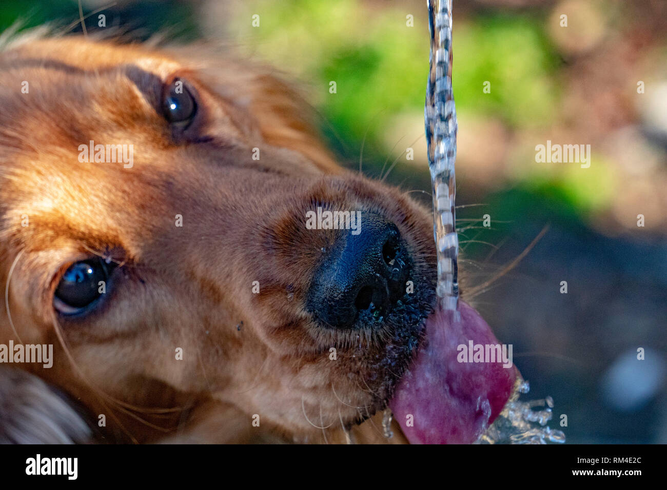 thirsty Dog puppy cocker spaniel while drinking water Stock Photo