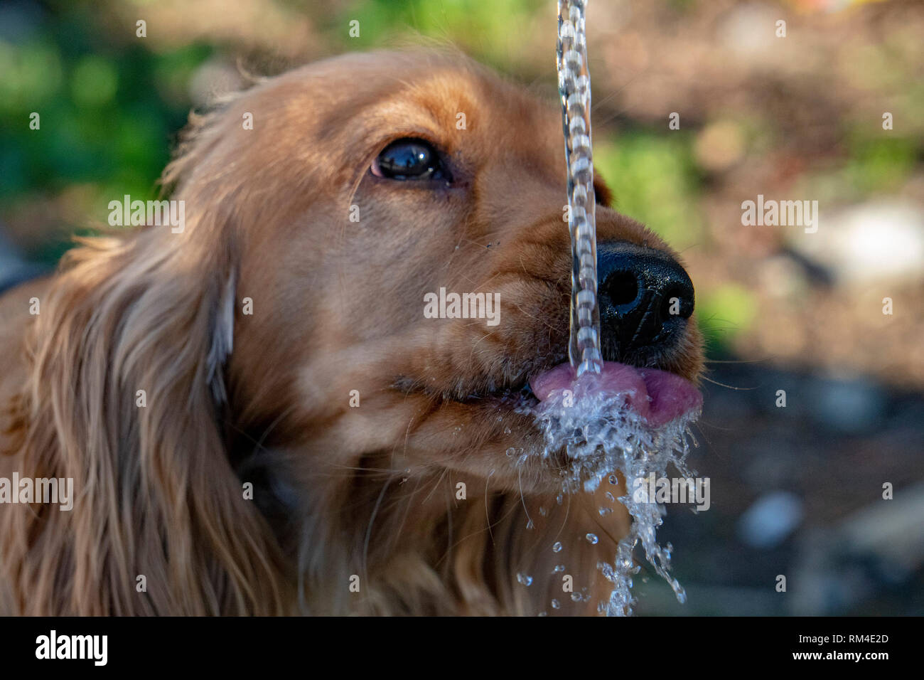 thirsty Dog puppy cocker spaniel while drinking water Stock Photo