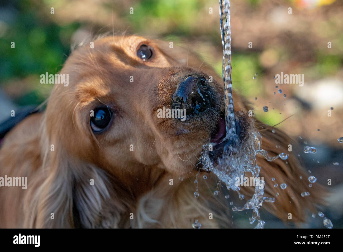 thirsty Dog puppy cocker spaniel while drinking water Stock Photo