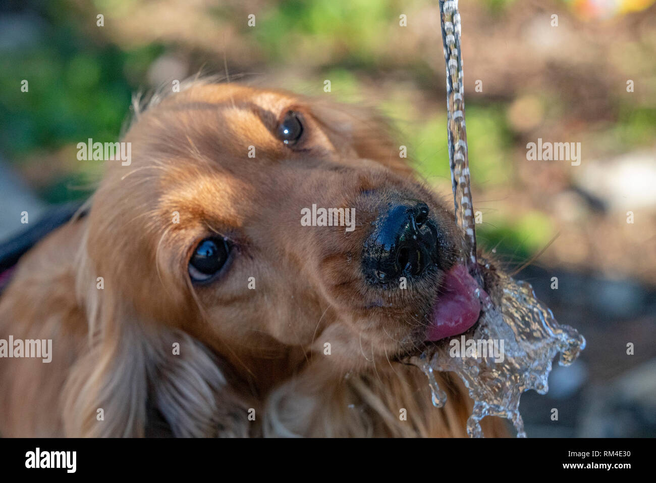 thirsty Dog puppy cocker spaniel while drinking water Stock Photo