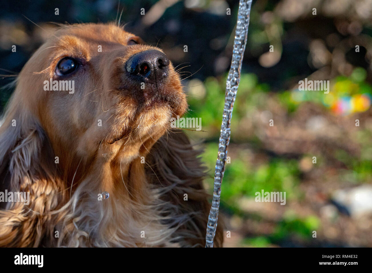 thirsty Dog puppy cocker spaniel while drinking water Stock Photo