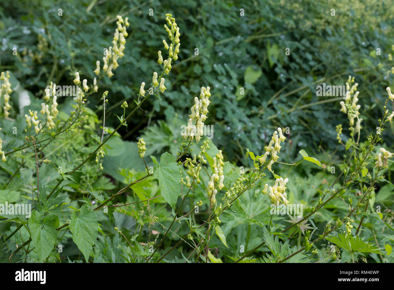 Gelber Eisenhut, Fuchs-Eisenhut, Wolfs-Eisenhut, Fuchseisenhut, Wolfseisenhut, Gelber Berg-Eisenhut, Aconitum lycoctonum, Aconitum lycoctonum ssp. vul Stock Photo