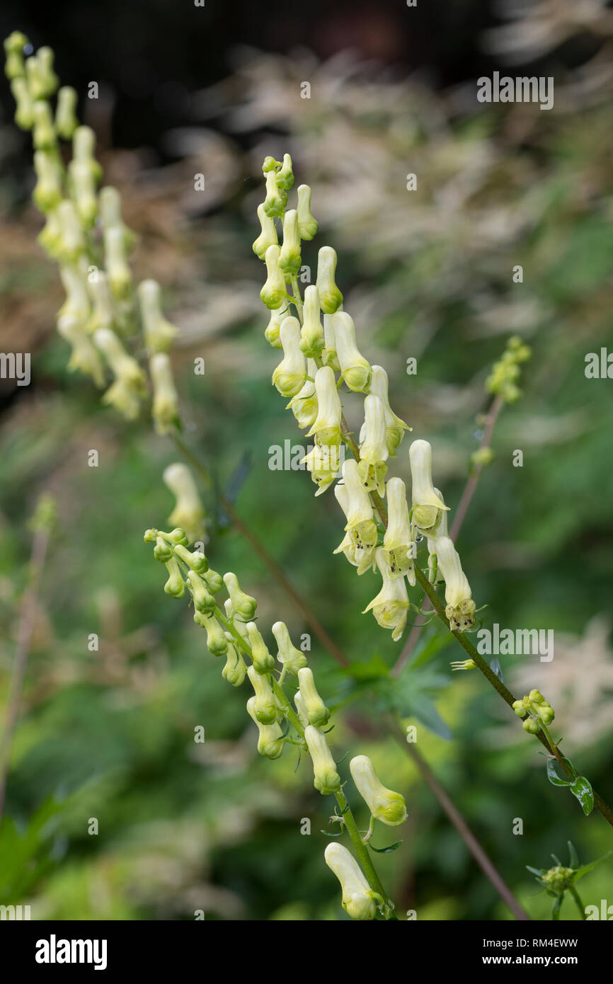 Gelber Eisenhut, Fuchs-Eisenhut, Wolfs-Eisenhut, Fuchseisenhut, Wolfseisenhut, Gelber Berg-Eisenhut, Aconitum lycoctonum, Aconitum lycoctonum ssp. vul Stock Photo