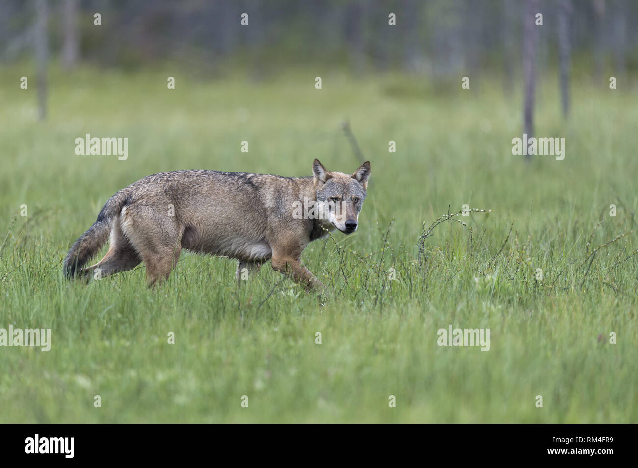 wolf (canis lupus) in pasture, suomussalmi, kainuu region, finland Stock Photo
