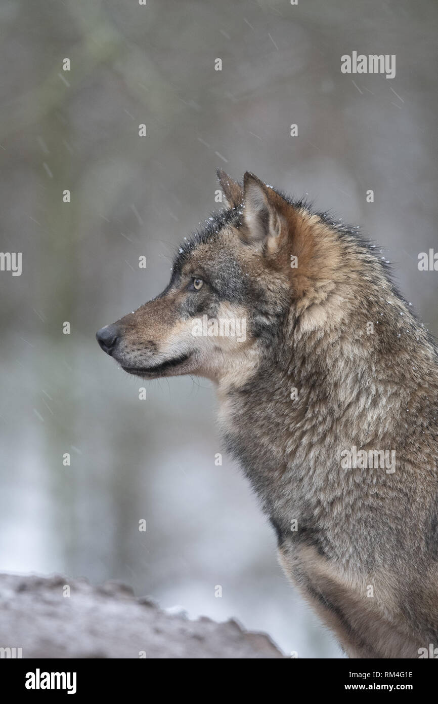 wolf (canis lupus) in winter, neuhaus, lower saxony, germany Stock Photo