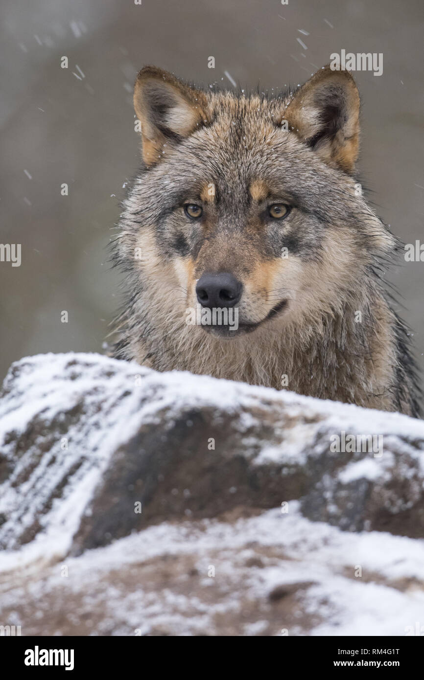 wolf (canis lupus) in winter, neuhaus, lower saxony, germany Stock Photo