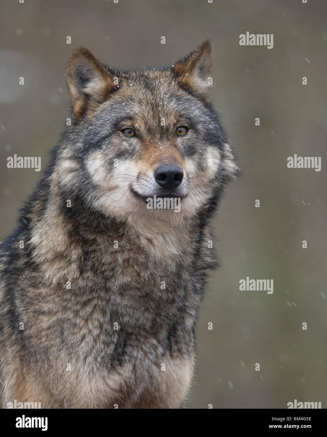 wolf (canis lupus) in winter, neuhaus, lower saxony, germany Stock Photo