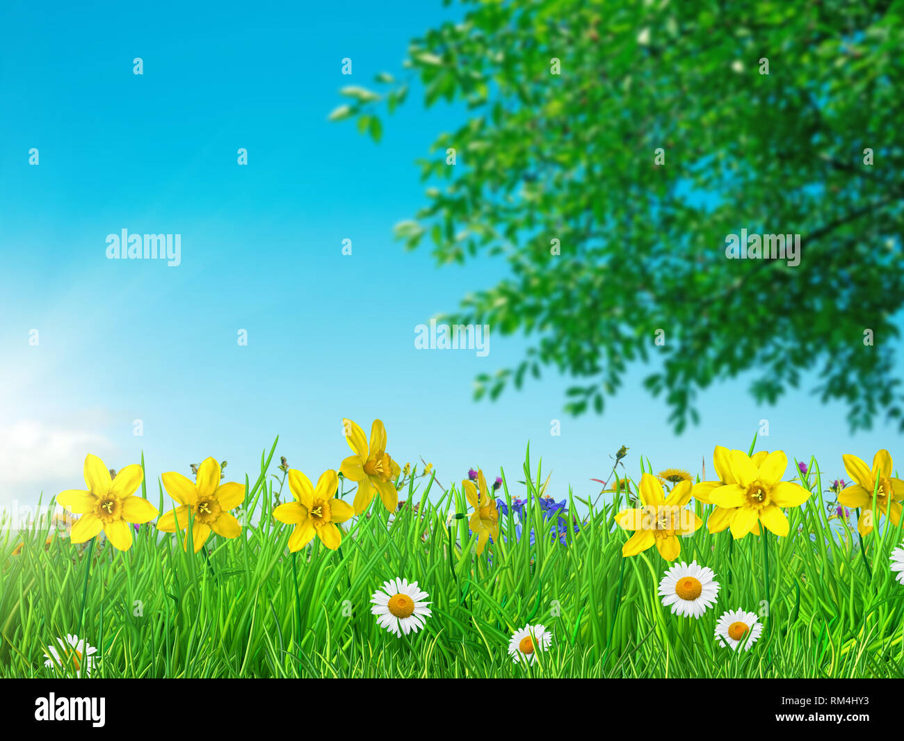 spring flowers and green grass background Stock Photo