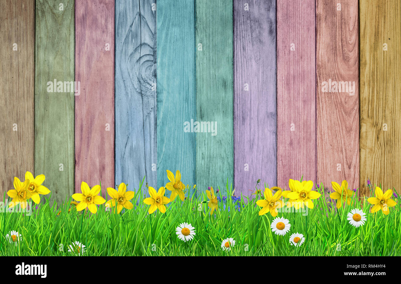 spring background with flowers and colorful wooden wall Stock Photo - Alamy