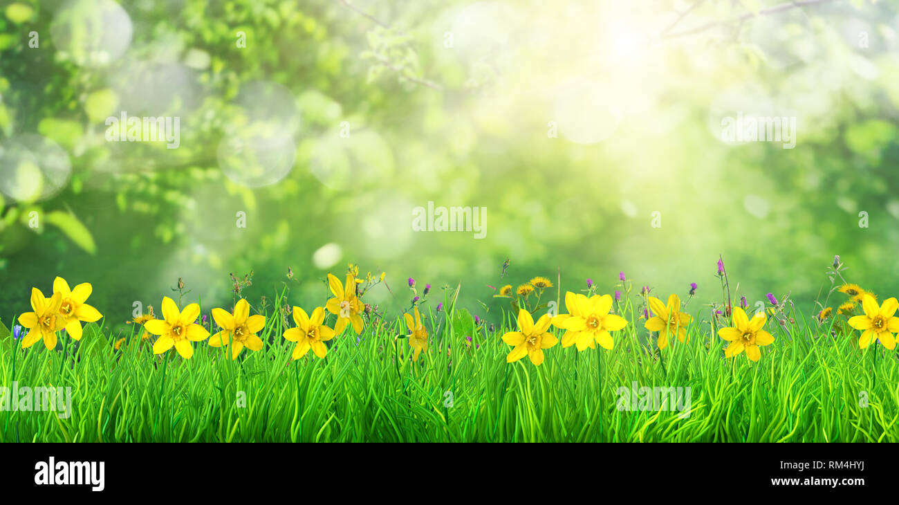 spring flowers and green grass background Stock Photo