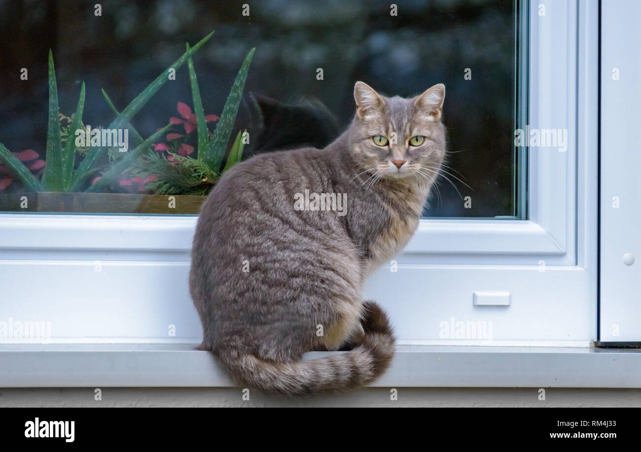 the cat is looking at you Stock Photo Alamy