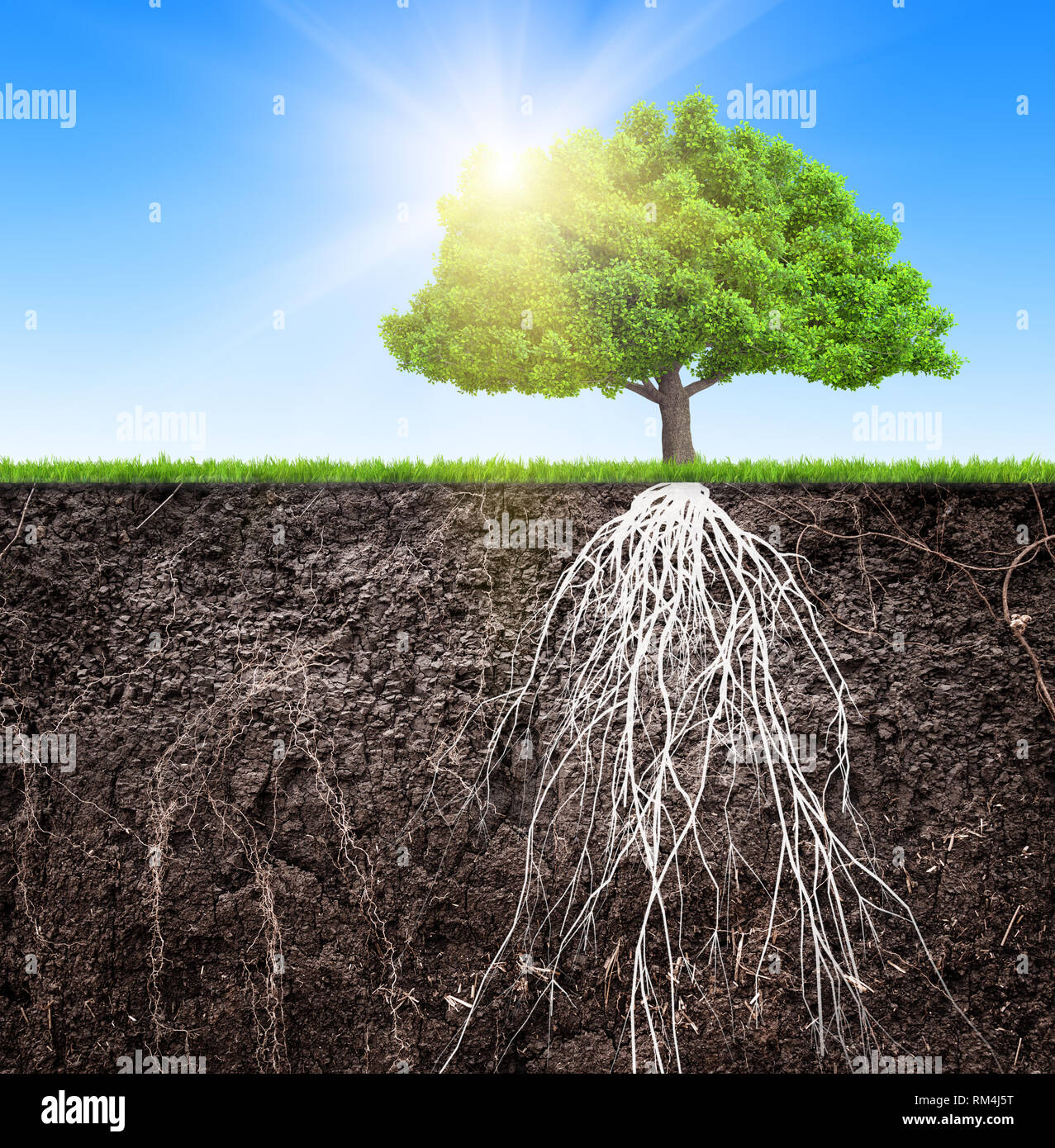 tree and soil with roots and grass 3D illustration Stock Photo - Alamy