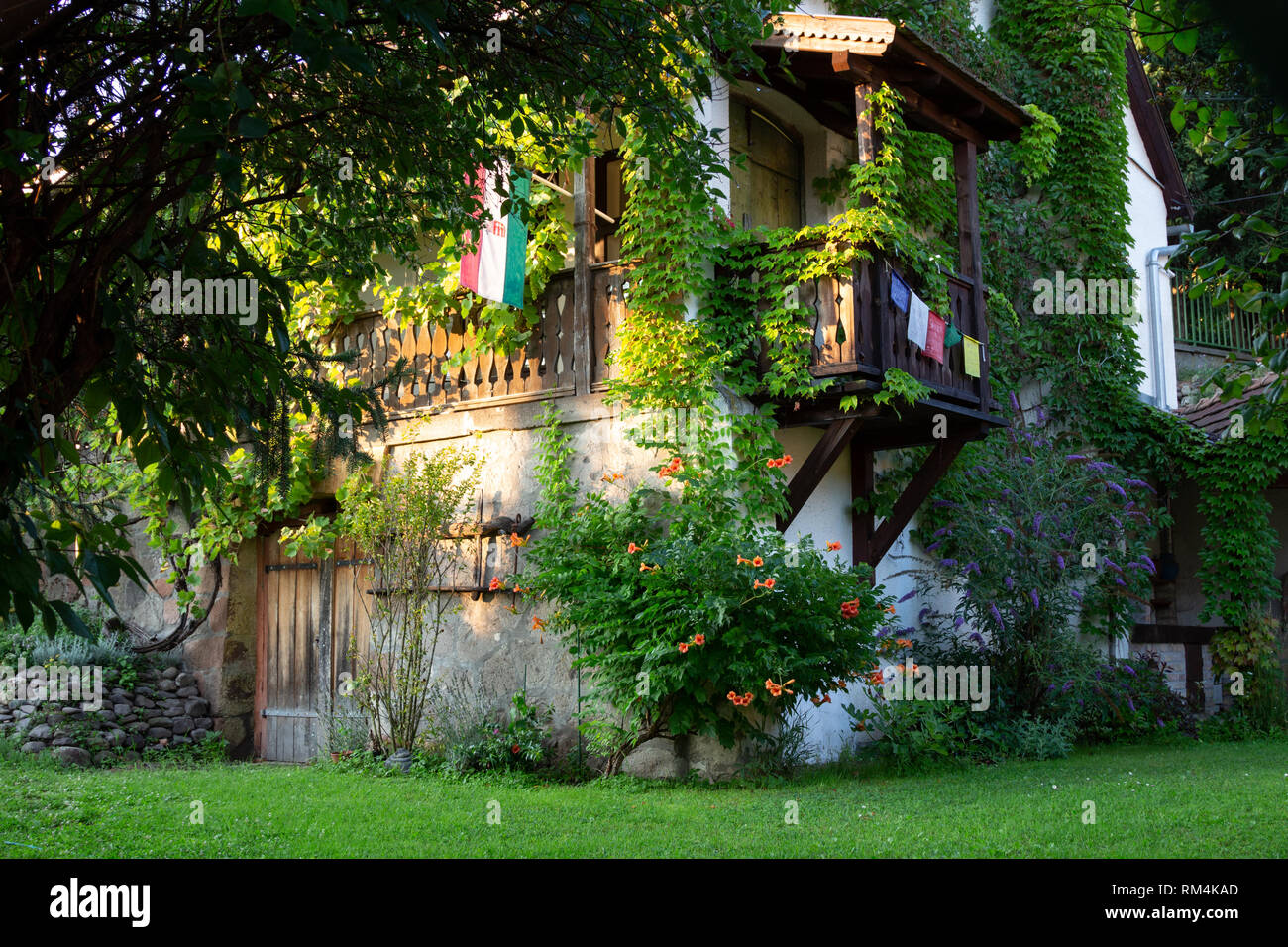 Old house overgrown with flowering creeping plants at Visegrád, Hungary Stock Photo