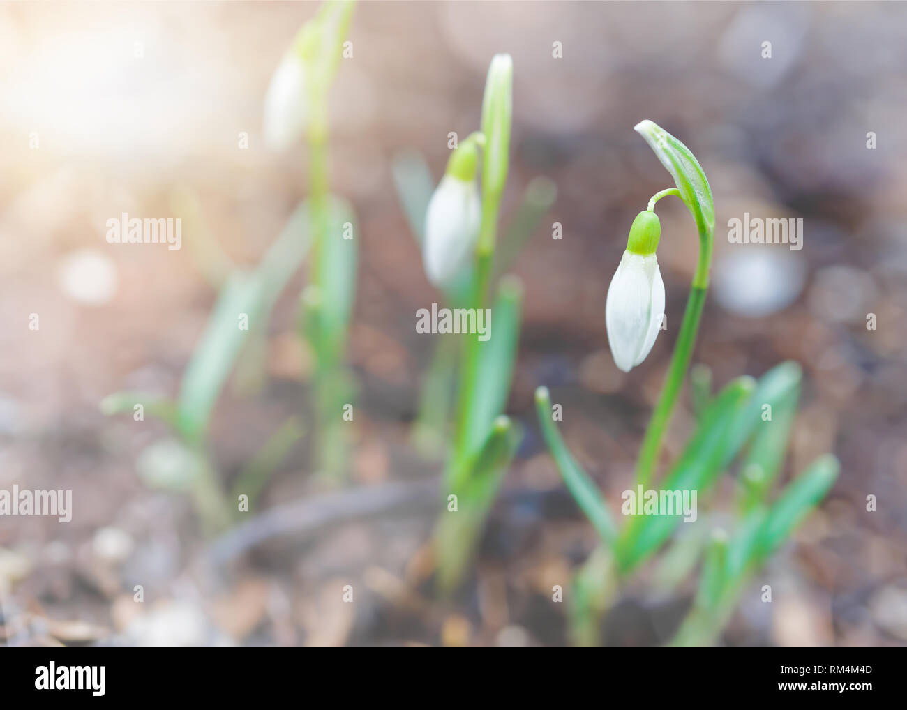 Snowdrops emerging in the spring garden. Stock Photo