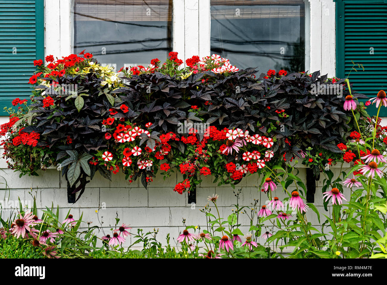 Purple sweet potoato vine along with petunias and verbena growing in a olorful window box. Stock Photo