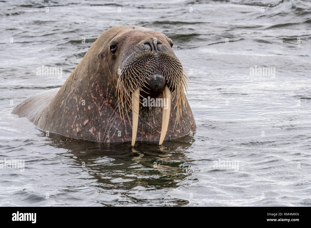 Atlantic walrus (Odobenus rosmarus rosmarus). This large, gregarious relative of the seal has tusks that can reach a metre in length. Both the male (b Stock Photo