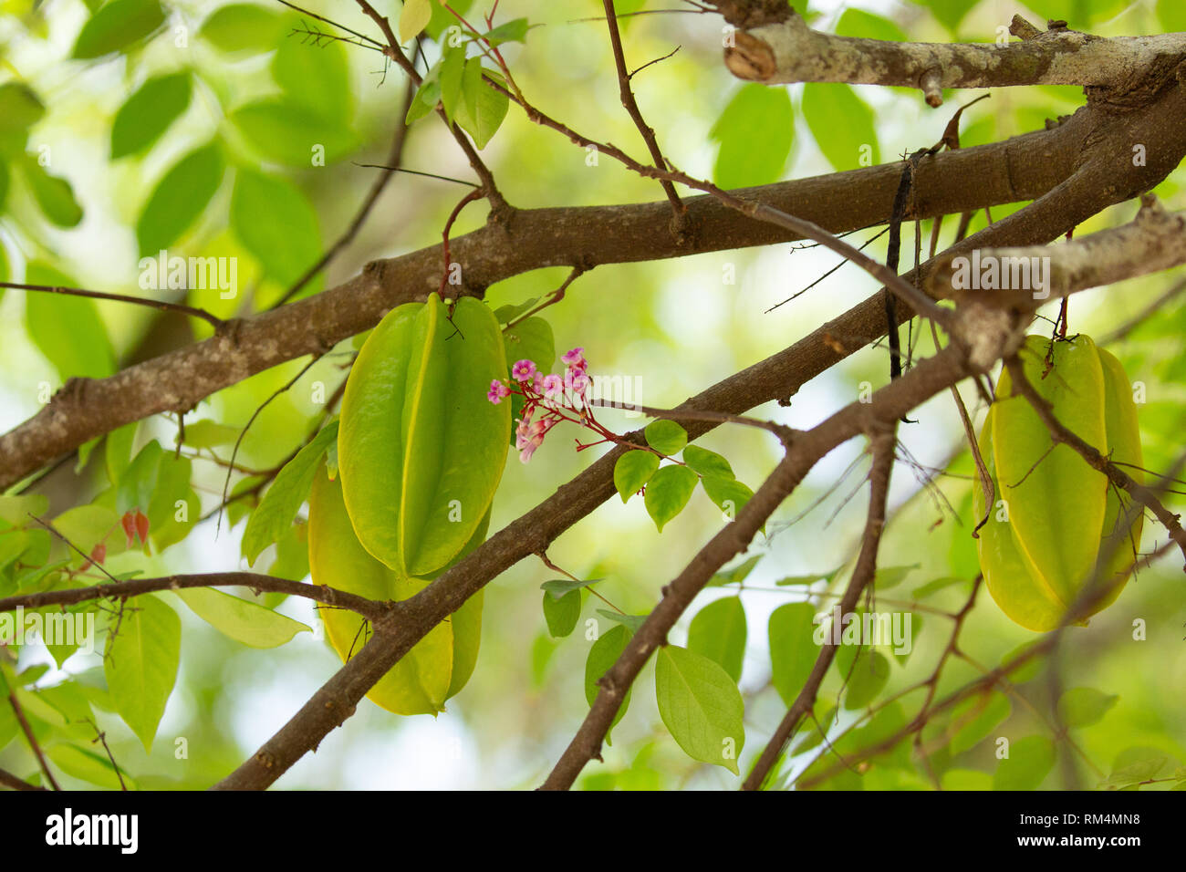 Star fruit (Averrhoa carambola) ripening on a carambola tree. This plant is native to Indonesia, India and Sri Lanka and is found throughout southeast Stock Photo