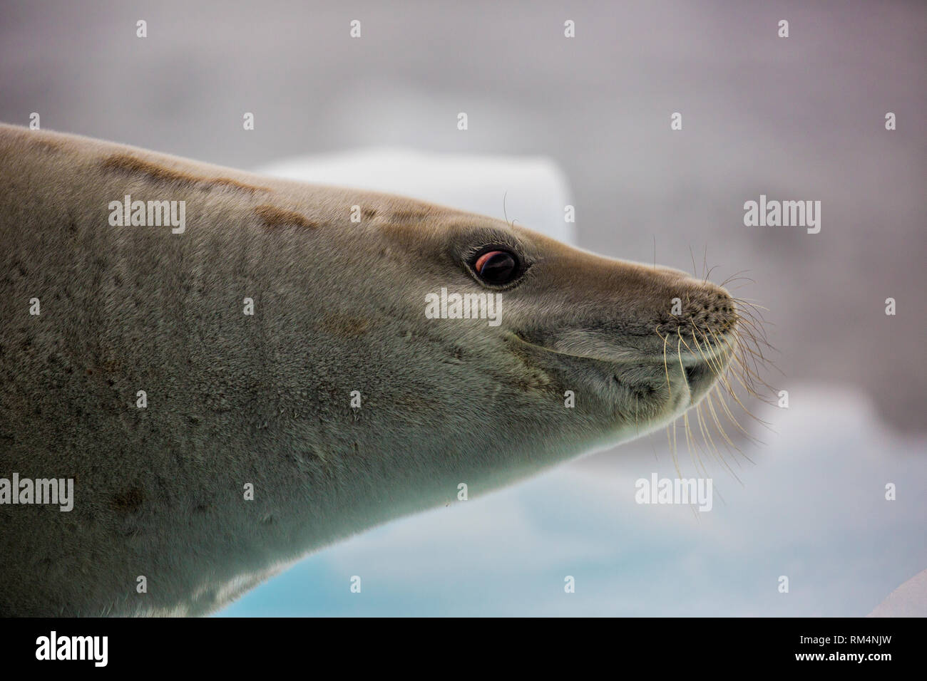 Crabeater seal (Lobodon carcinophagus) resting on ice. Despite the name, it does not eat crabs but uses specialised teeth to sieve krill out of the wa Stock Photo