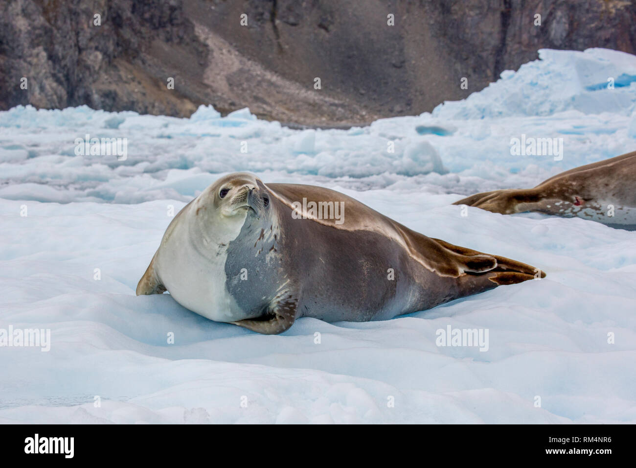 Crabeater seal (Lobodon carcinophagus) resting on ice. Despite the name, it does not eat crabs but uses specialised teeth to sieve krill out of the wa Stock Photo