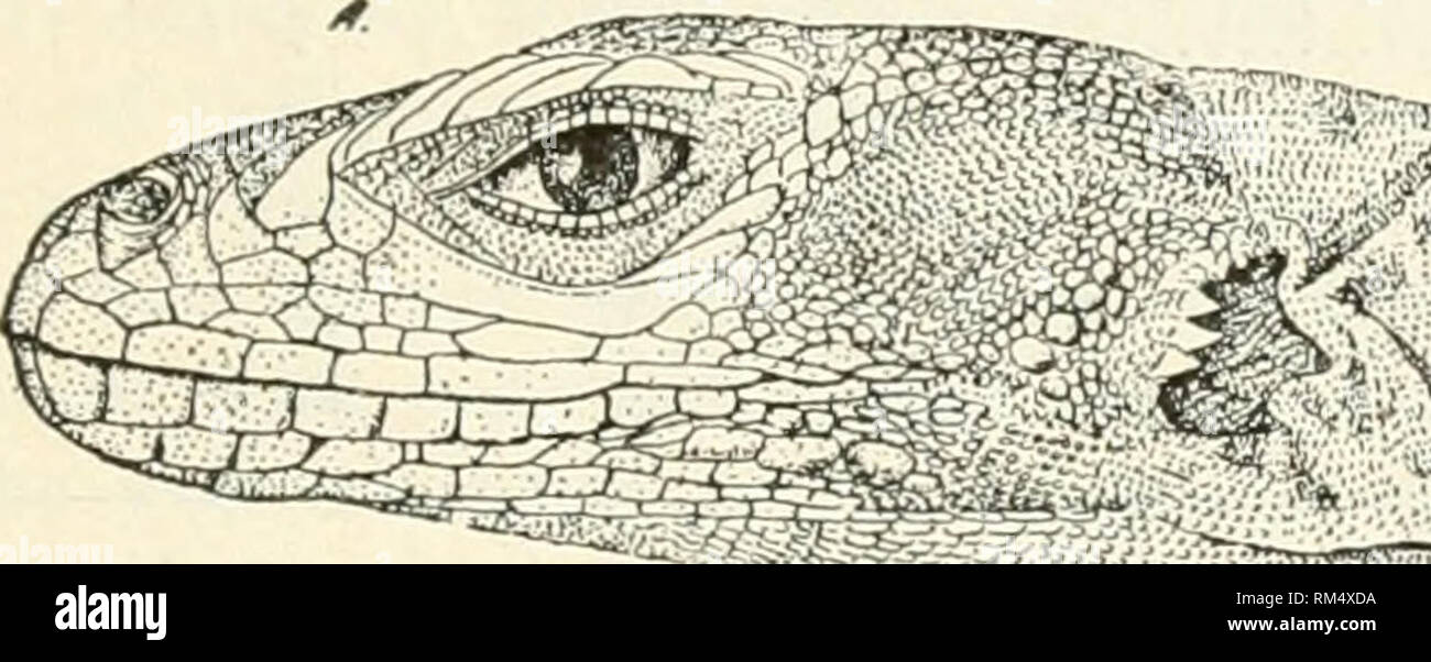 . Annual report of the Board of Regents of the Smithsonian Institution. Smithsonian Institution; Smithsonian Institution. Archives; Discoveries in science. CROCODILIANS, LIZARDS, AND SNAKES. 303 UTA REPENS Van Denburgh. rta repvm Van Denkuhgh, Troc. Cal. Acad. Sci., 1895, p. 102, pis. vii, viii, figs. A-E. This species is evidently quite near to the IJ. thalassina. I only- know it from the description above cited, which I quote below: The head is broad, short, and depressed. The snout is short and truncate. The nostrils are large, superior, and much nearer to the end of the snout than to the o Stock Photo