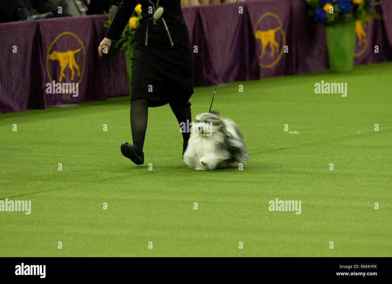 New York, United States. 12th Feb, 2019. Havanese named Bono won Reserve Best in show during 143rd Westminster Kennel Club Dog Show at Medison Square Garden Credit: Lev Radin/Pacific Press/Alamy Live News Stock Photo