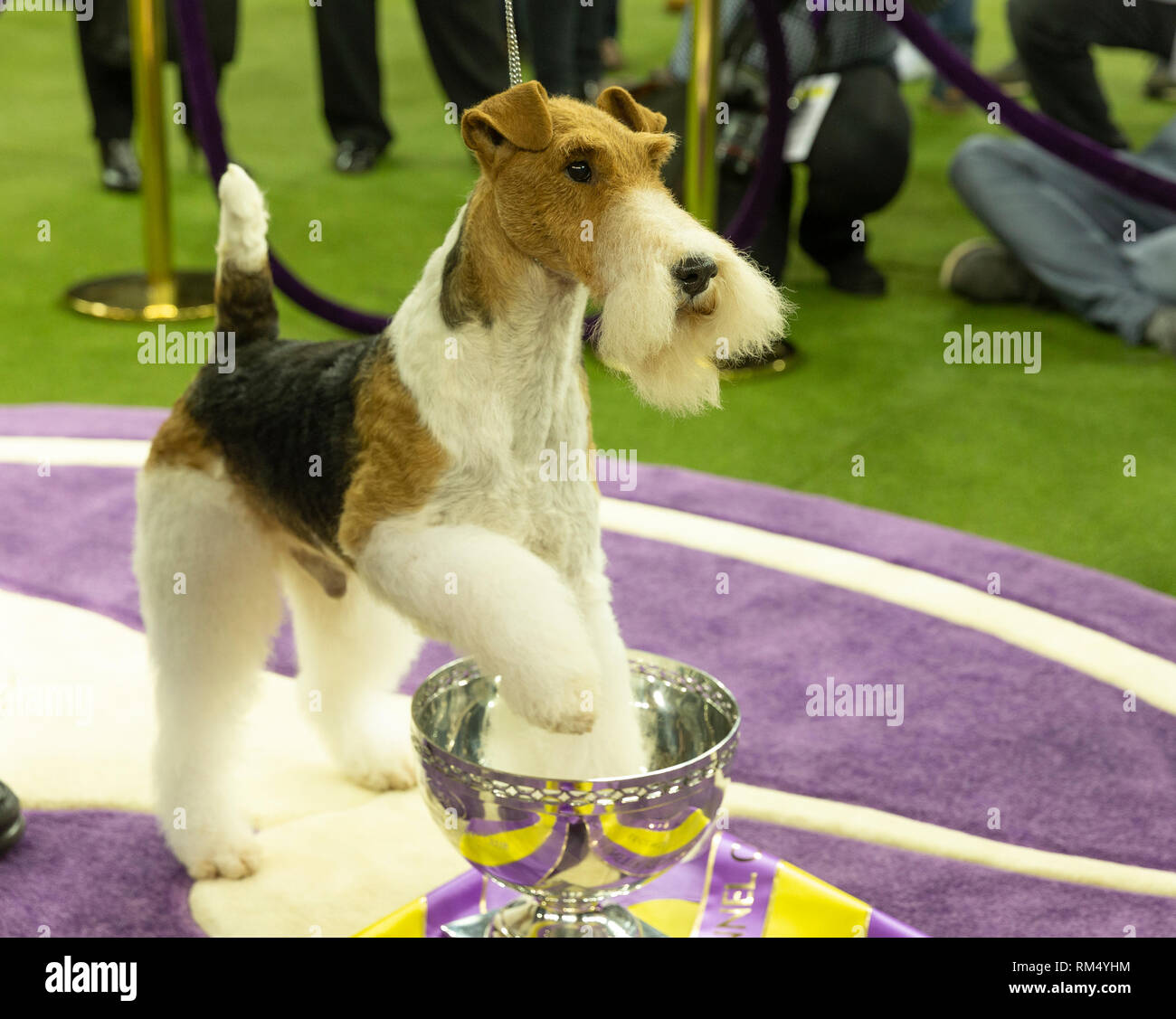 King wire fox terrier westminster 2019 2025