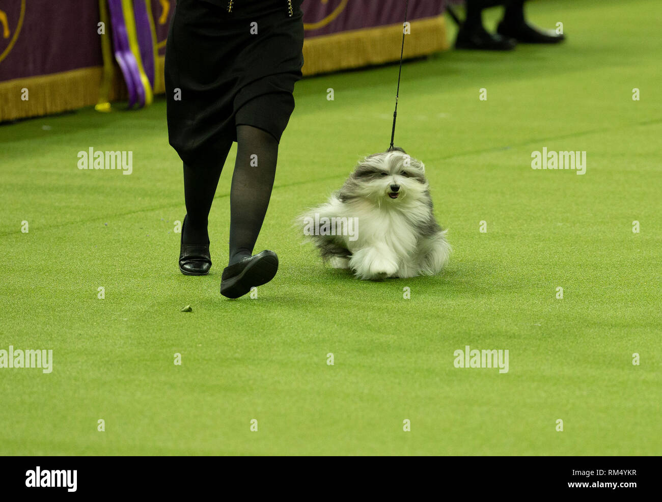 New York, United States. 12th Feb, 2019. Havanese named Bono won Reserve Best in show during 143rd Westminster Kennel Club Dog Show at Medison Square Garden Credit: Lev Radin/Pacific Press/Alamy Live News Stock Photo