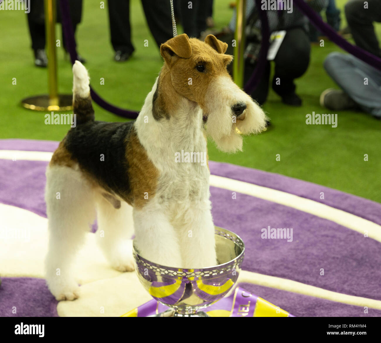 New York United States. 13th Feb 2019. Wire fox terrier named