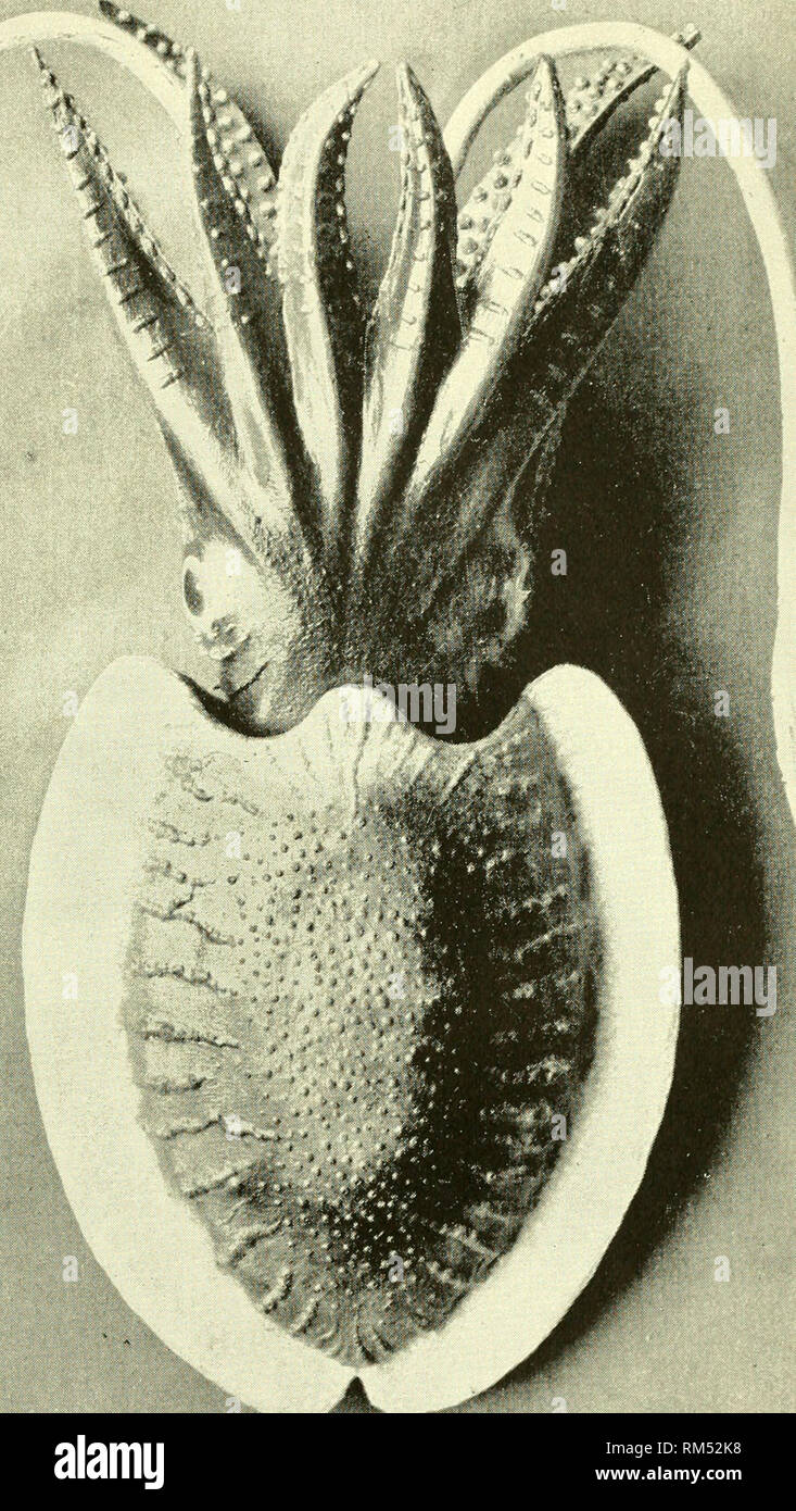 . Annual report of the Board of Regents of the Smithsonian Institution. Smithsonian Institution; Smithsonian Institution. Archives; Discoveries in science. Report of National Museum, 1892.—Shufeldt. Plate XVI.. Common Squid (Sepia officinalis, &lt;S). From a gelatine cast; reduced.. Please note that these images are extracted from scanned page images that may have been digitally enhanced for readability - coloration and appearance of these illustrations may not perfectly resemble the original work.. Smithsonian Institution. Board of Regents; United States National Museum. Report of the U. S. N Stock Photo