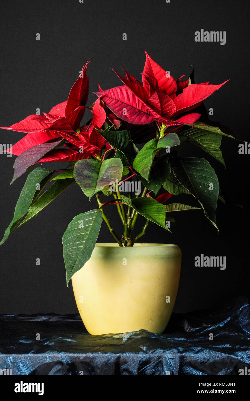 Weihnachtsstern Adventsstern Christstern Poinsettie Stock