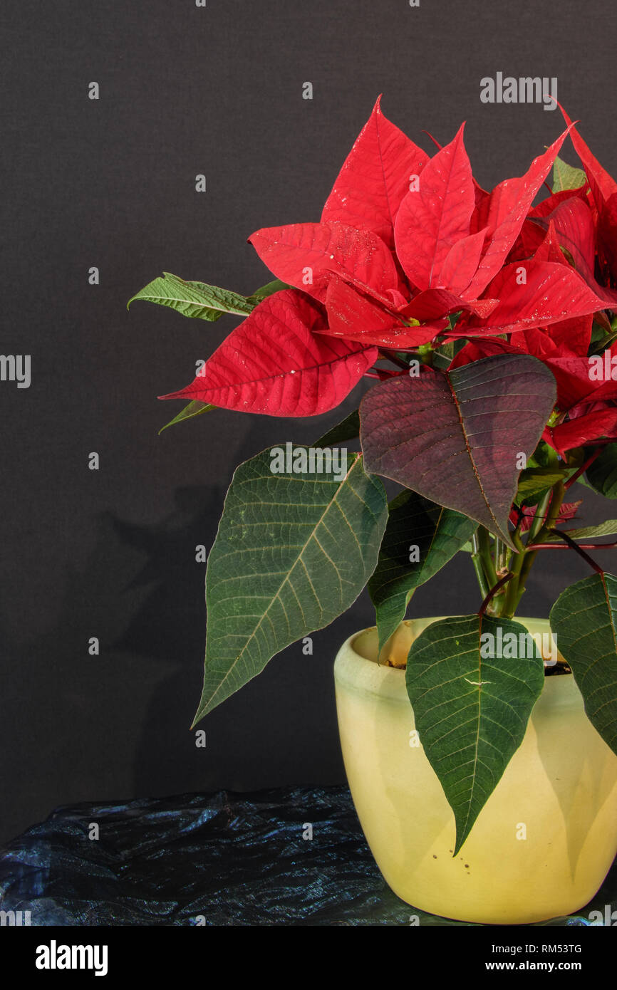 Weihnachtsstern, Adventsstern, Christstern, Poinsettie Stock Photo - Alamy