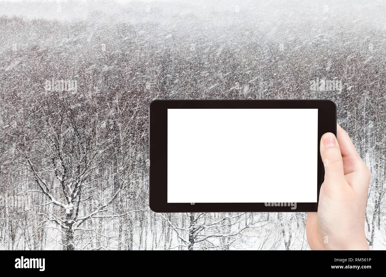 travel concept - tourist photographs of snowstorm over woods in city park in winter in Moscow city on smartphone with empty cutout screen with blank p Stock Photo