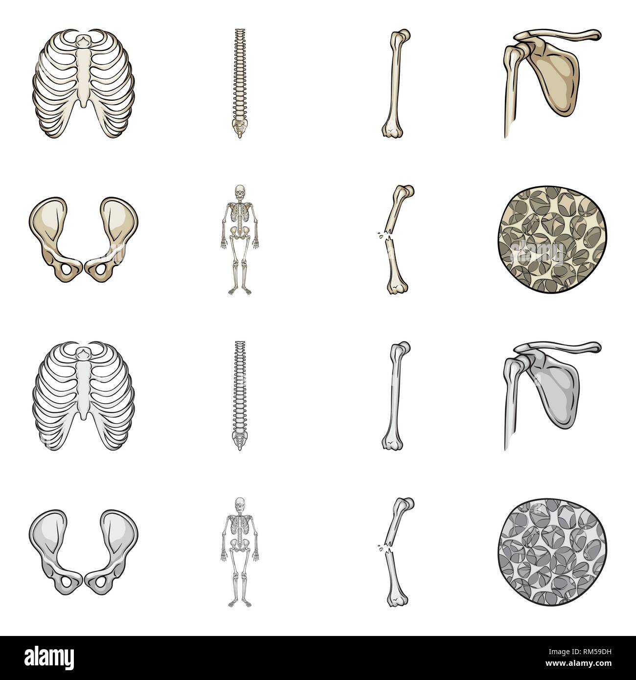 rib,spine,femur,hip,musculoskeletal,fracture,osteoporosis,cage