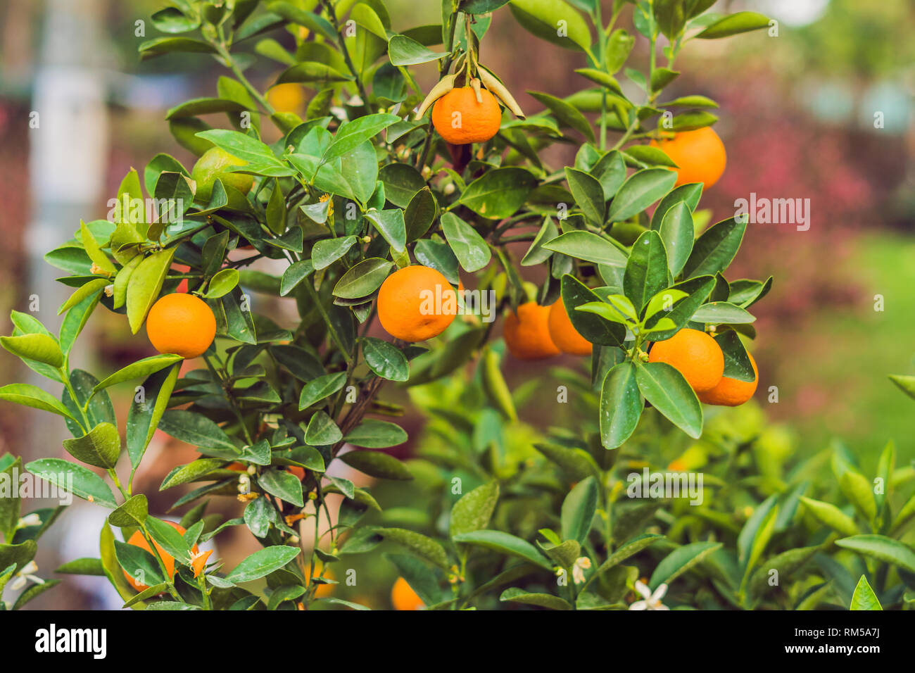 Close up Vibrant orange citrus fruits on a Kumquat tree in honor of the