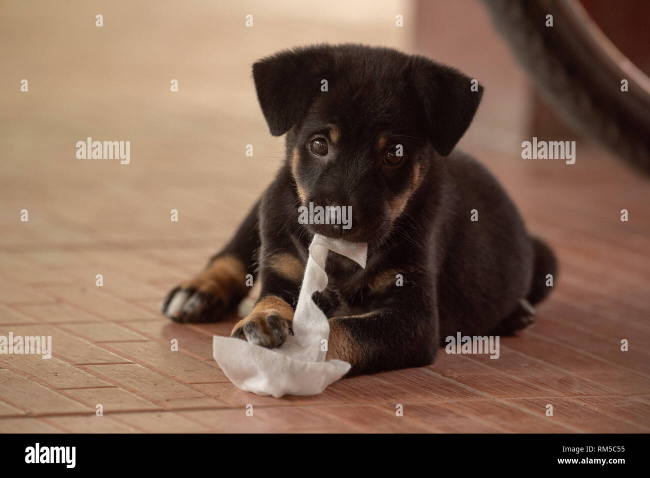 Puppy ripping up tissues on tiled floor Stock Photo - Alamy