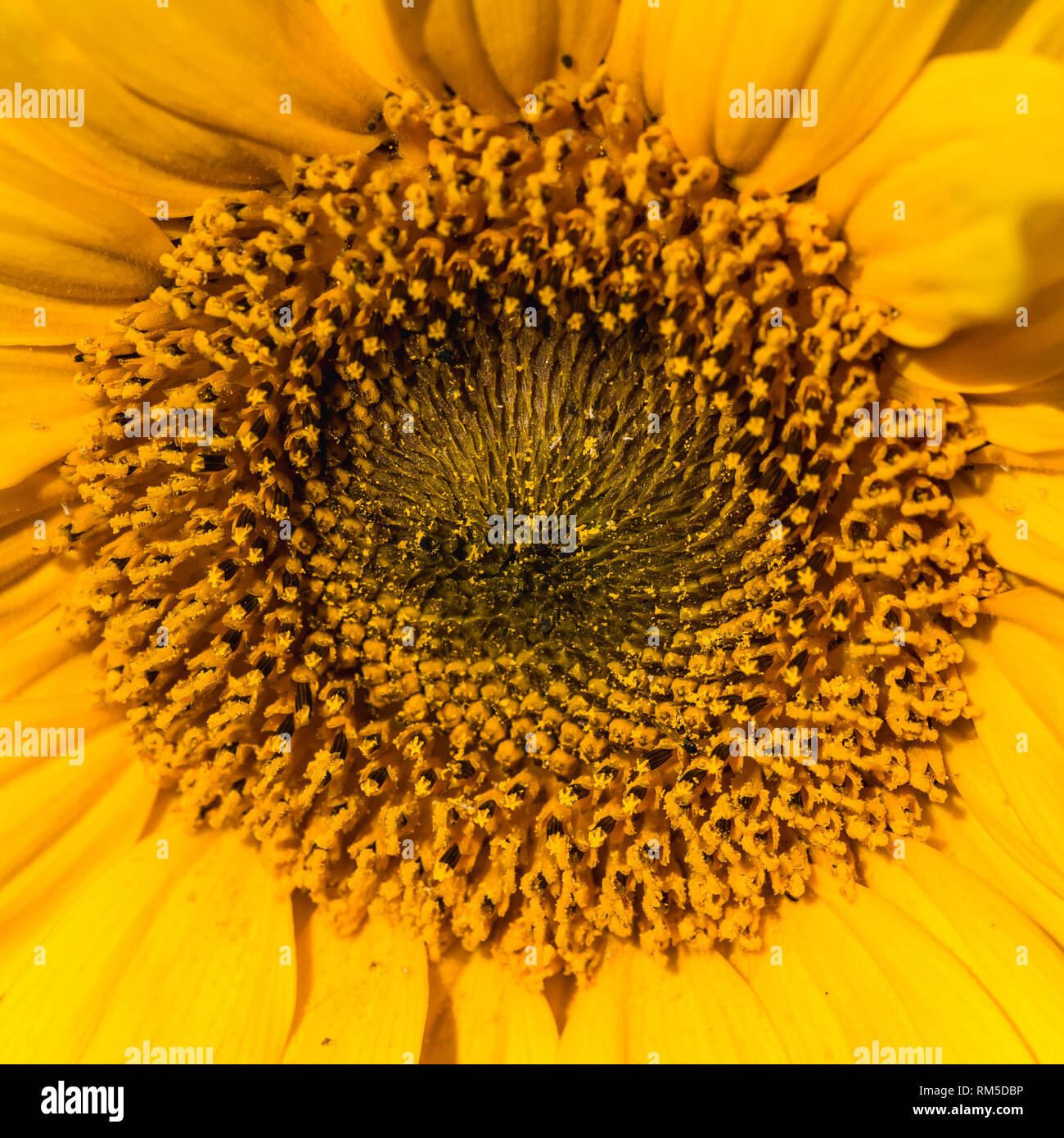 Dwarf sunflower hires stock photography and images Alamy