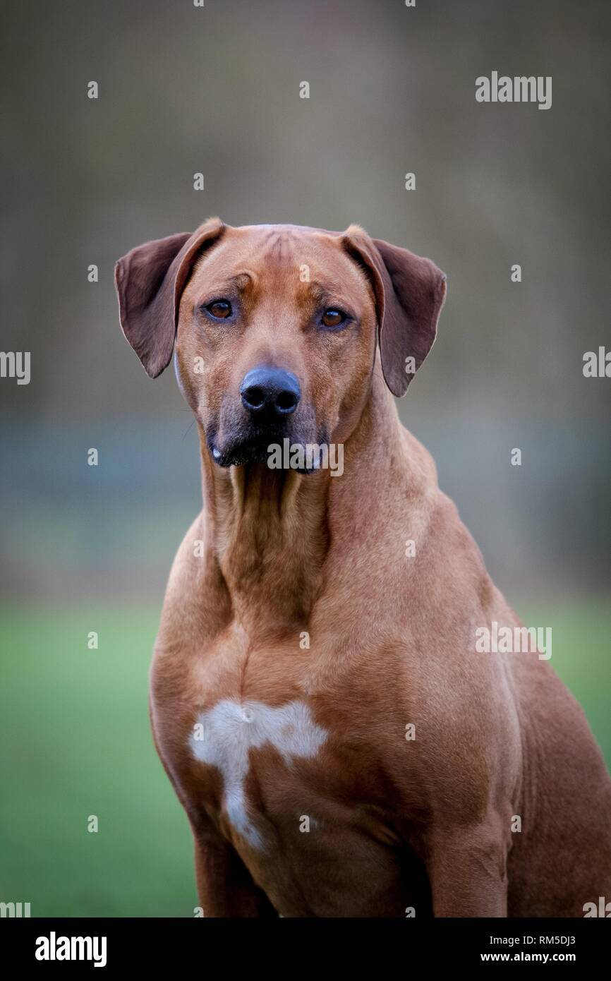 Rhodesian Ridgeback Portrait Stock Photo - Alamy