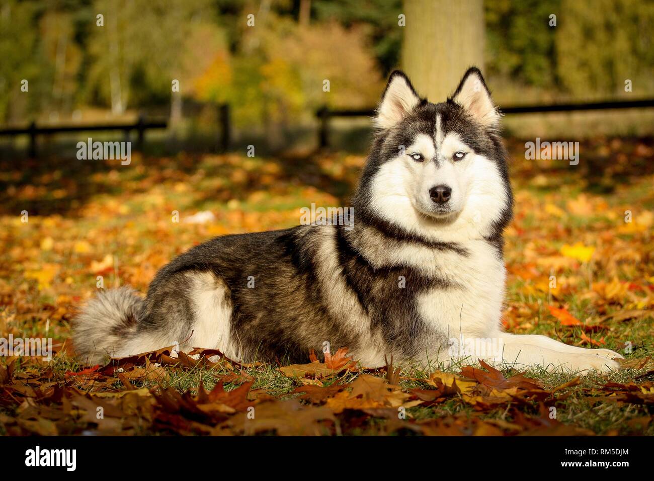 Long Hair Husky High Resolution Stock Photography and Images Alamy
