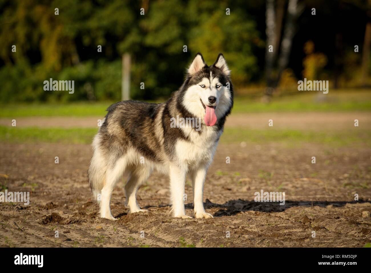 standing Siberian Husky Stock Photo Alamy