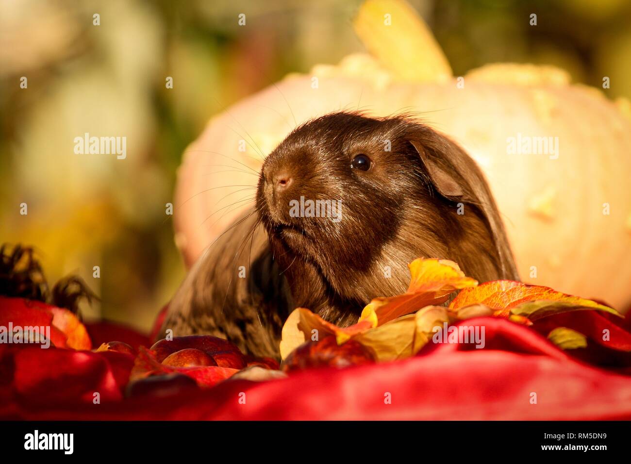 guinea pig in autumn foliage Stock Photo