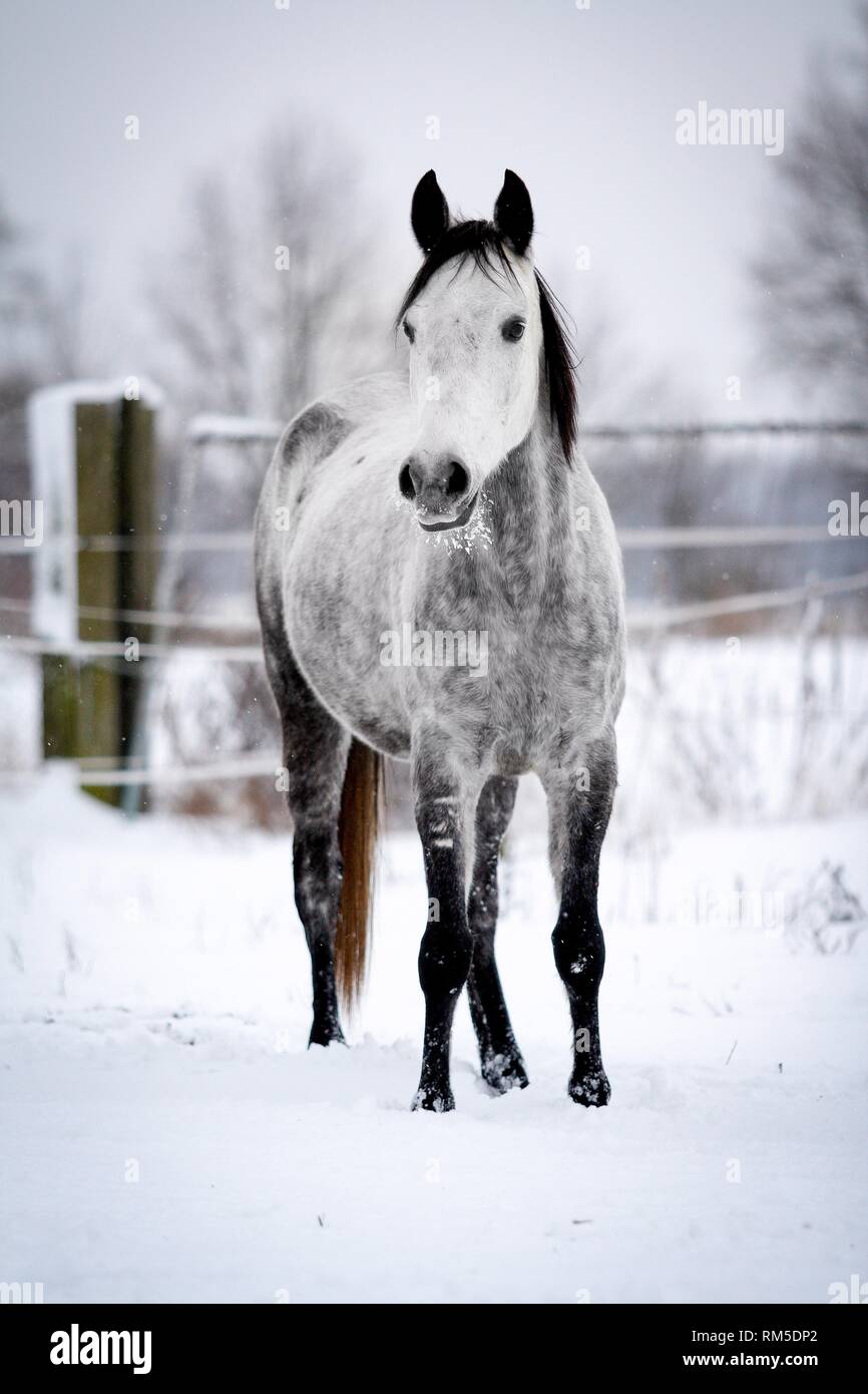 Arabian Horse in snow Stock Photo - Alamy