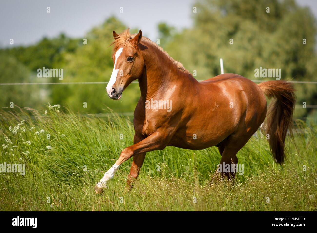 running German Riding Pony Stock Photo Alamy