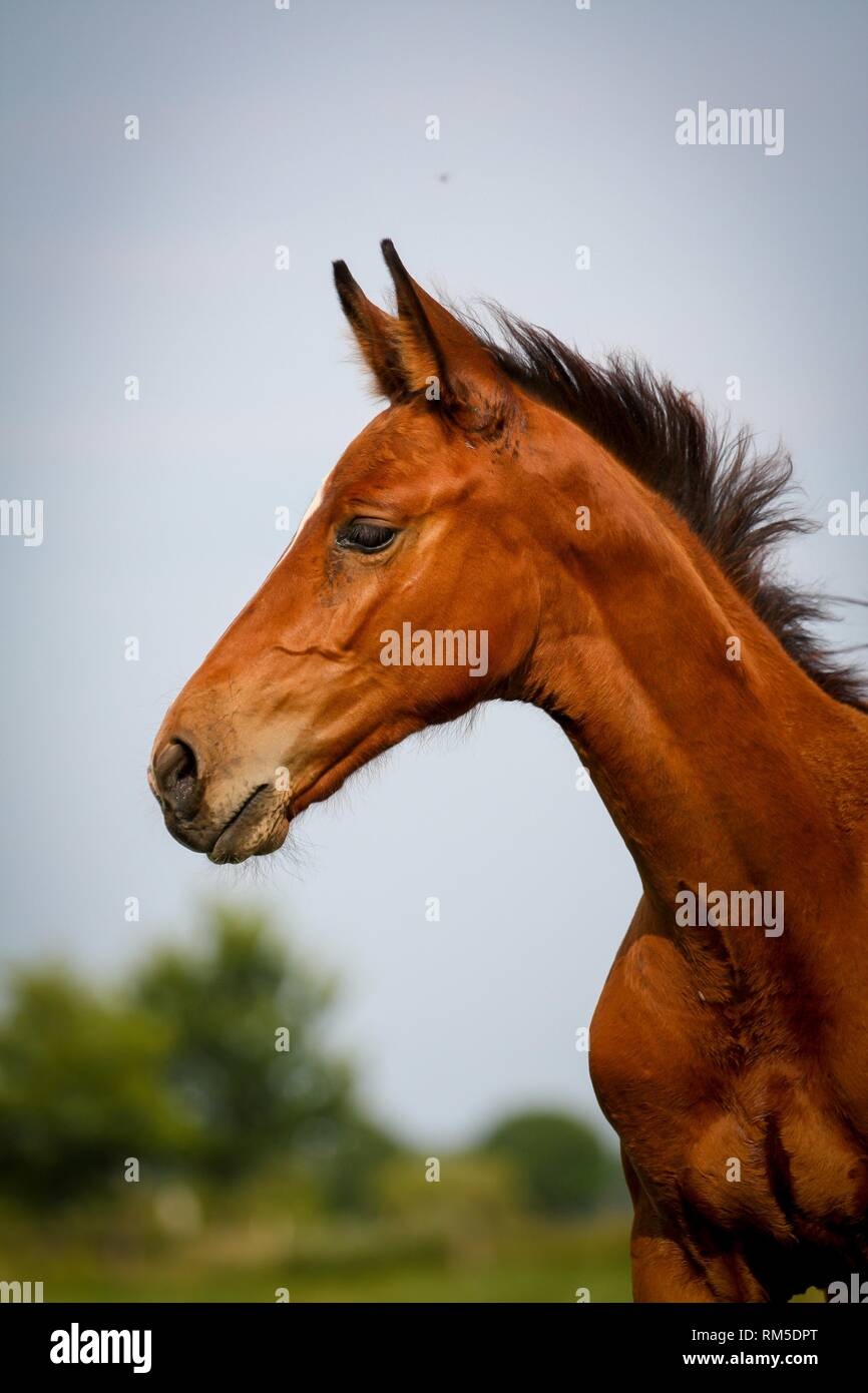 German Riding Horse Foal Stock Photo Alamy