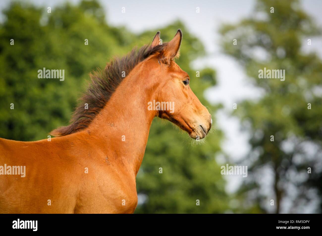 German Riding Horse Foal Stock Photo Alamy