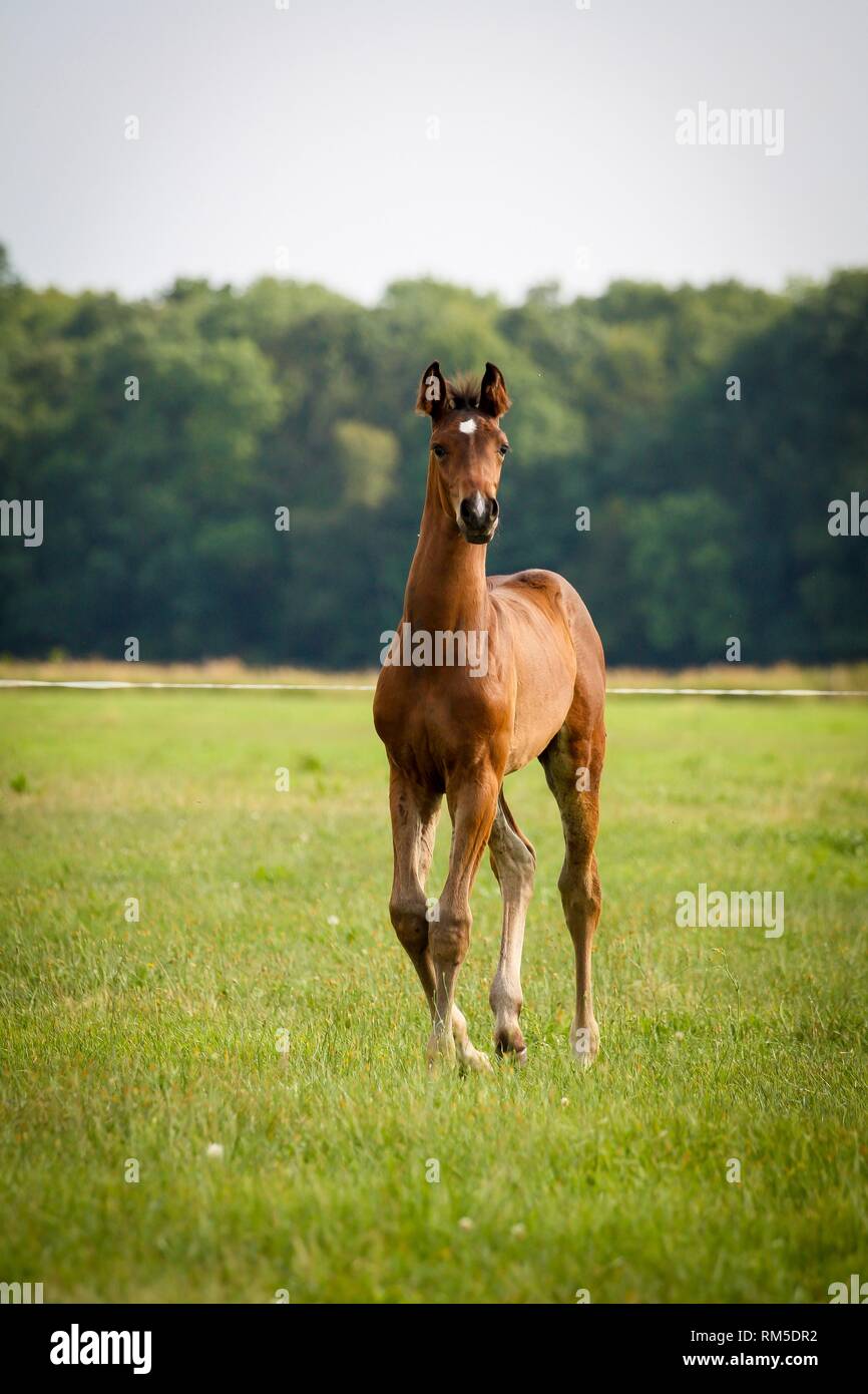 German Riding Horse Foal Stock Photo Alamy