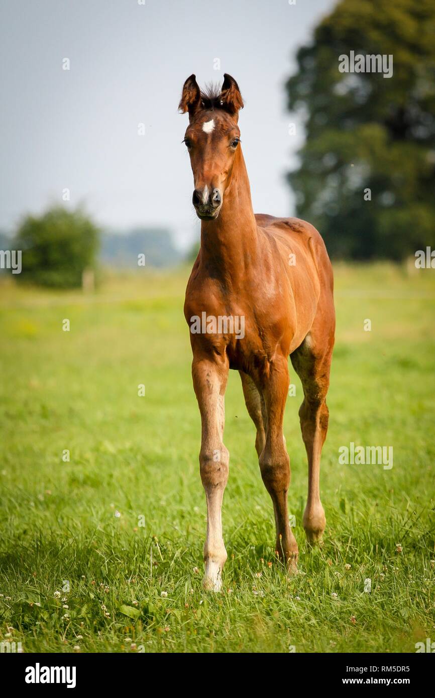 German Riding Horse Foal Stock Photo - Alamy