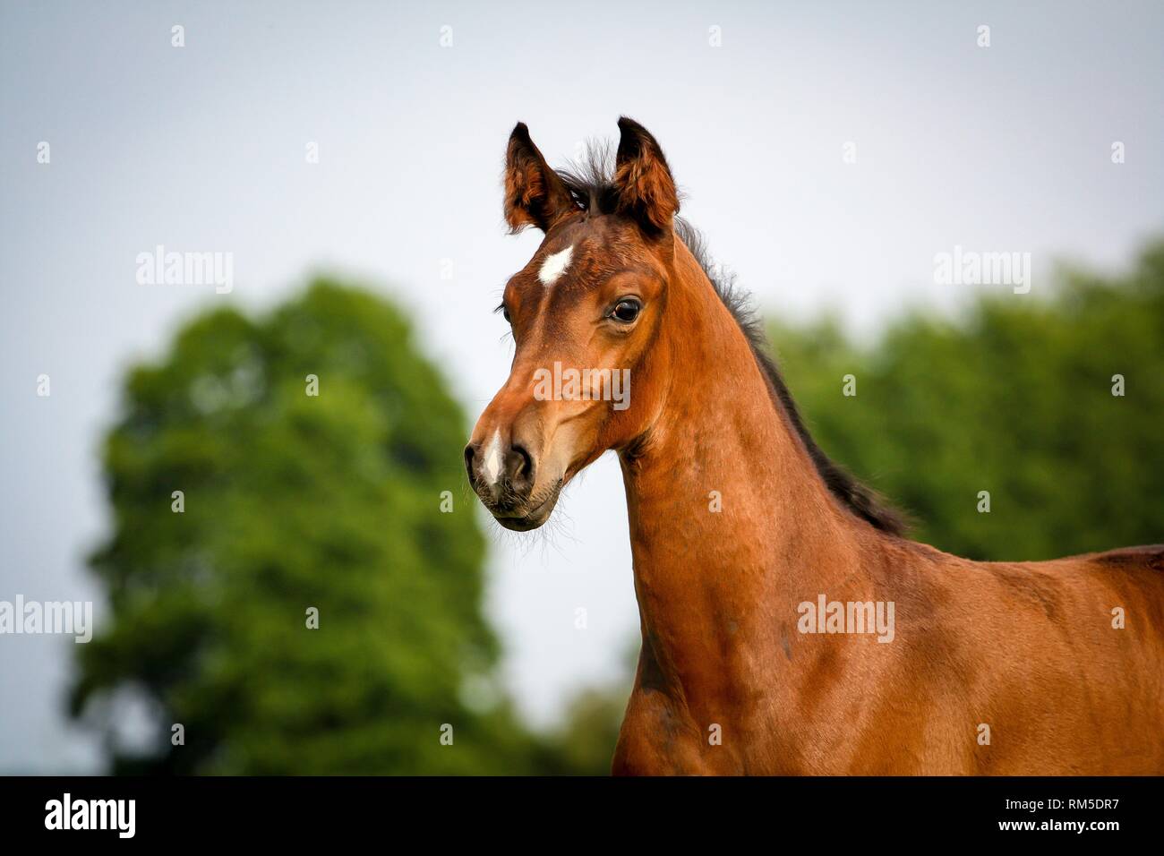 German Riding Horse Foal Stock Photo Alamy