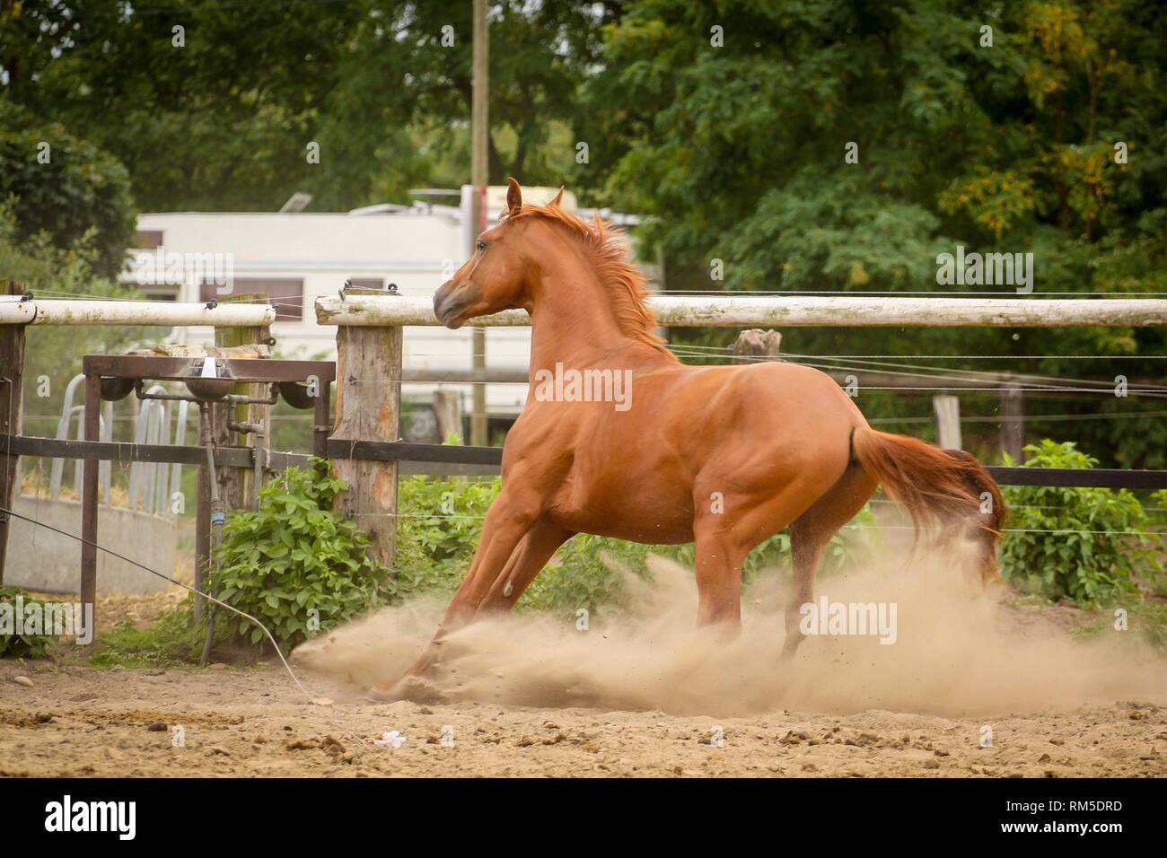 German Riding Horse Stock Photo