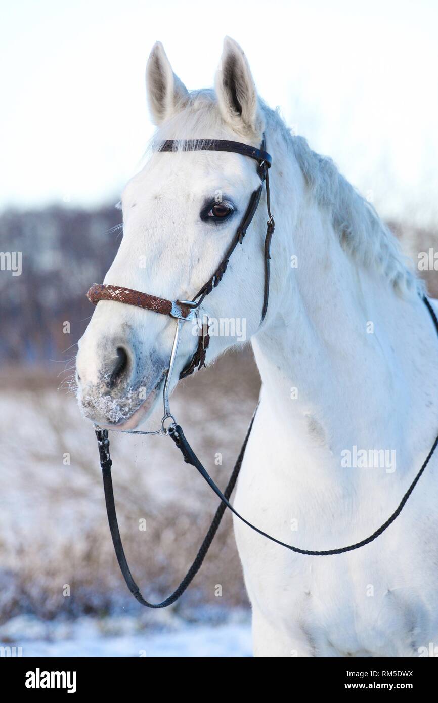 Horse With Hackamore Stock Photo Alamy
