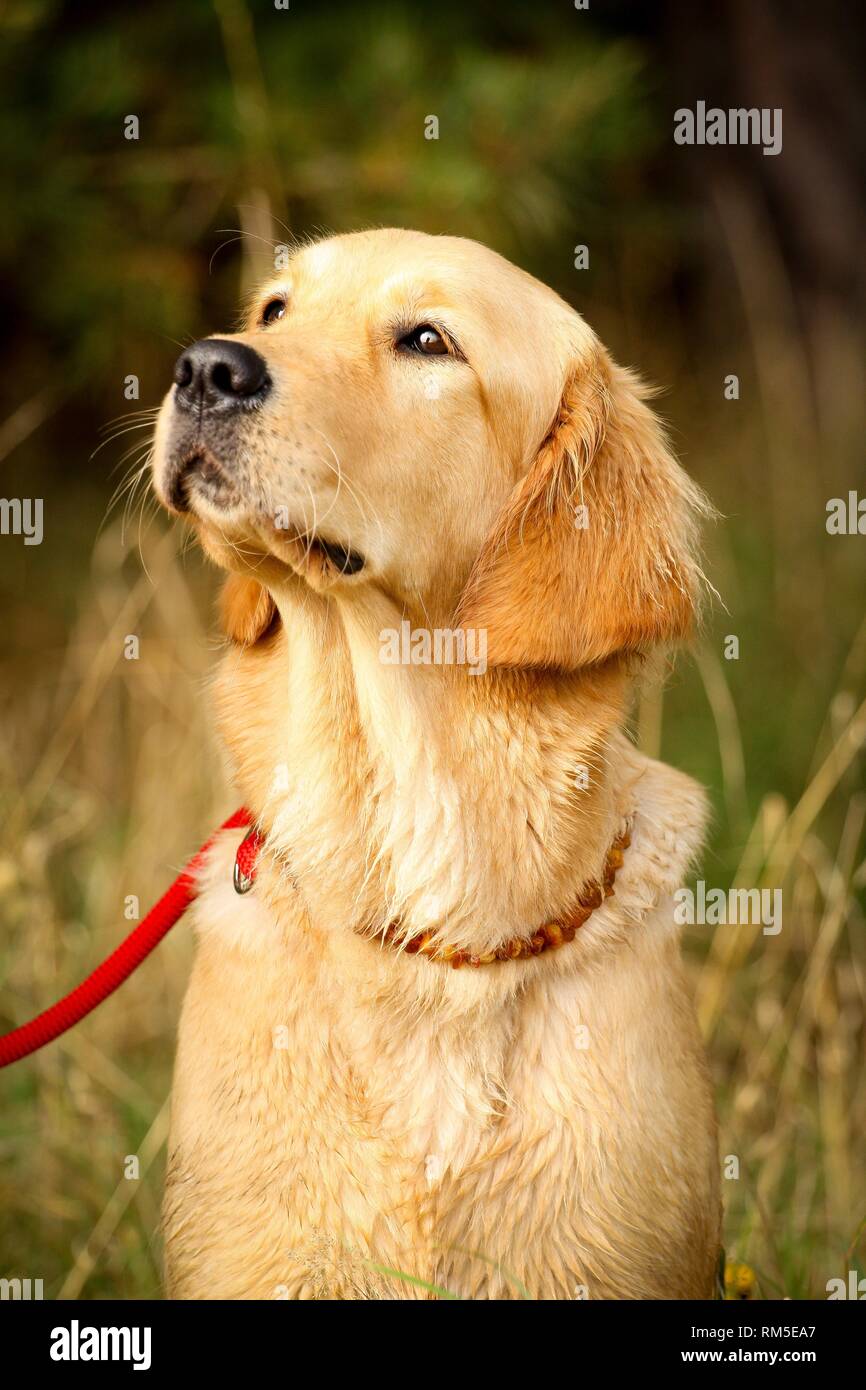 Golden Retriever Portrait Stock Photo - Alamy